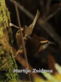 Carolina winterkoning [Thryothorus ludovicianus miamensis]